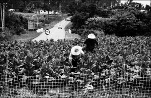 Conreu de tabac a Cuba