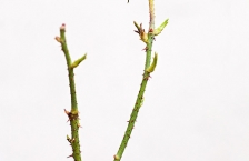 Fruit de rosa